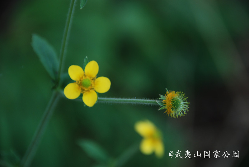 路邊青